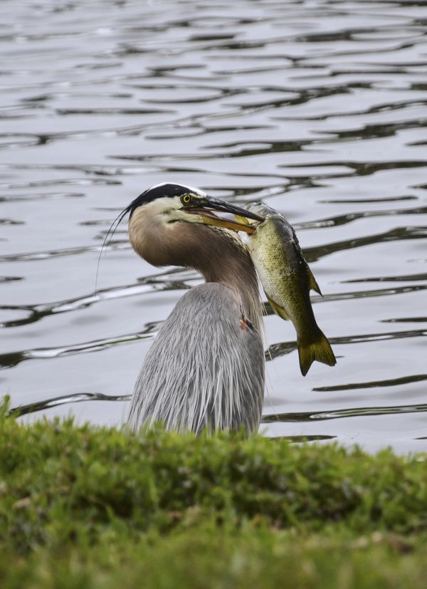 Great Blue Heron catches Bass in Florida thumbnail