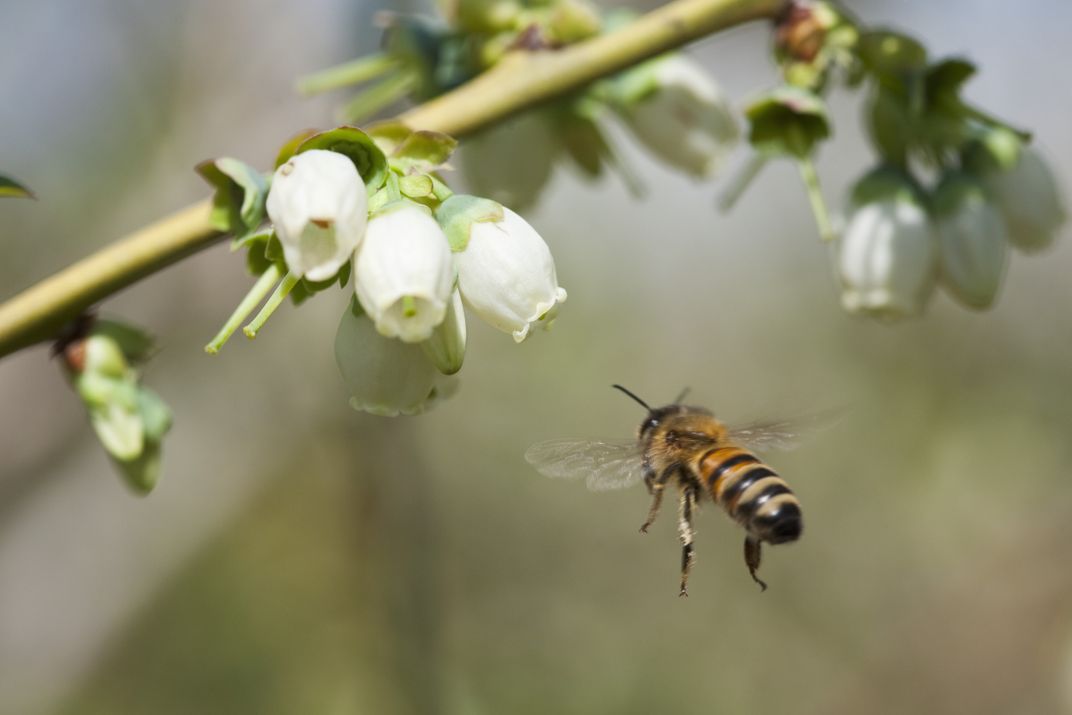 Bee and blueberries