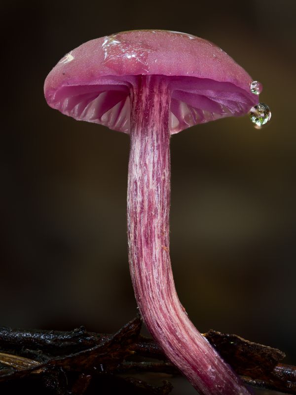 Purple mushroom with water droplet thumbnail