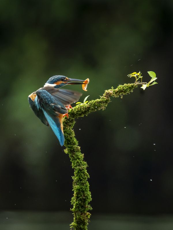 Kingfisher hunting prey thumbnail