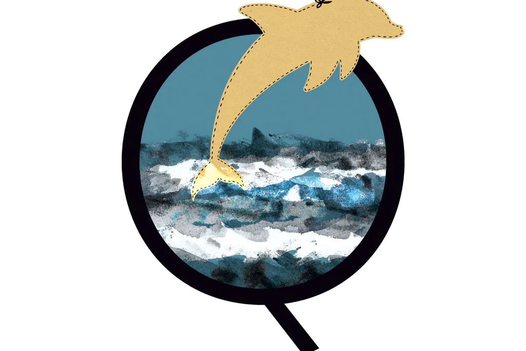 missing dolphin illustation