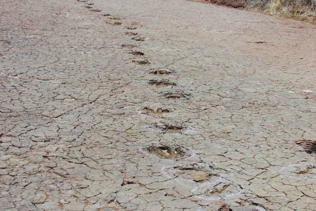 A track of dinosaur footprints in the ground