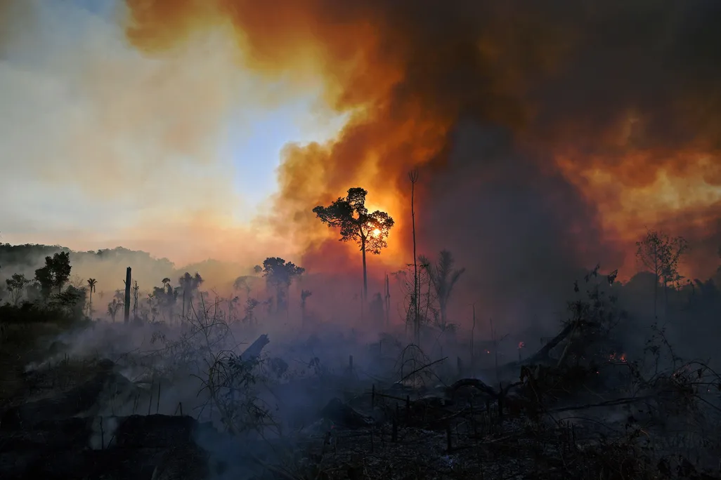 A cloud of smoke rises on the right over a rainforest treetops, with one tall tree illuminated from behind by the sun, and smoke. Hints of blue sky to the left
