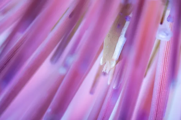 G. mineri on Sea Egg thumbnail