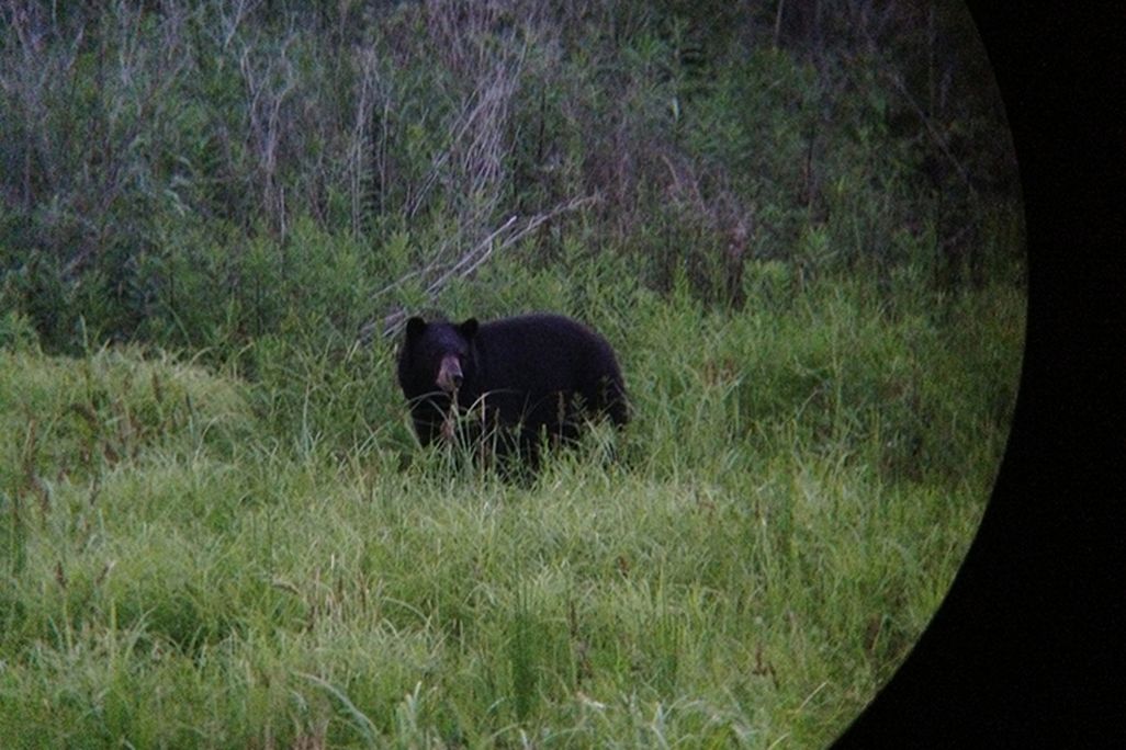 Louisiana Black Bear