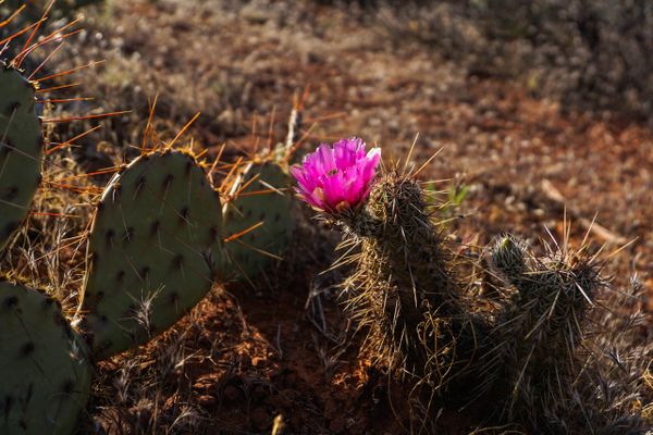 A desert flower on our hike through Sedona thumbnail