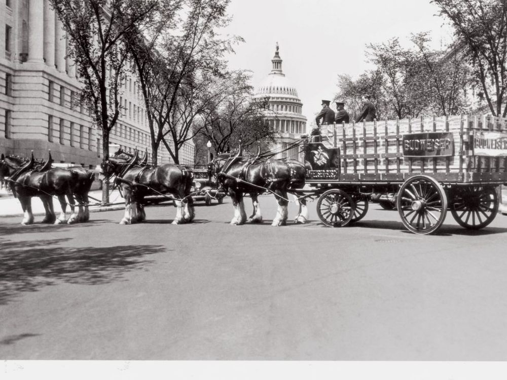 Budweiser Clydesdales arrive at Busch Stadium