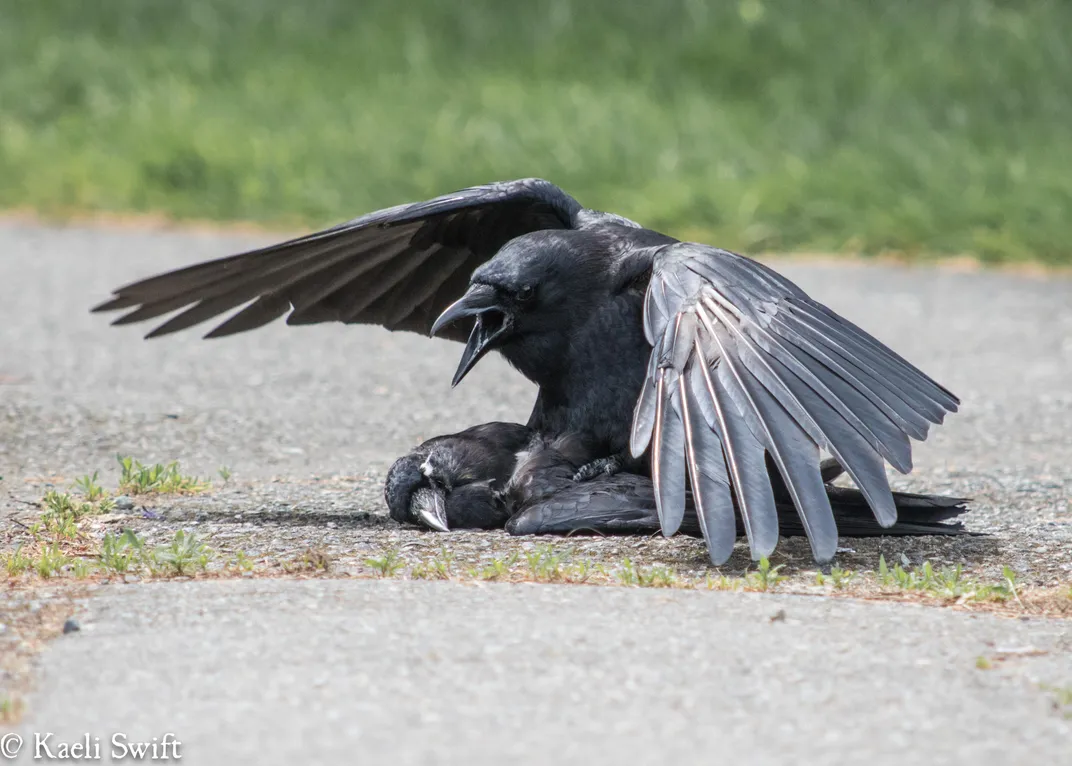 crow mates with corpse