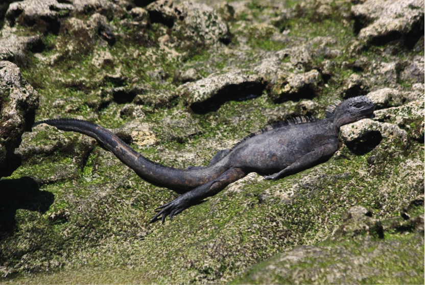 A Galapagos Marine Iguana basks in the Sun to warm up after diving for food. 