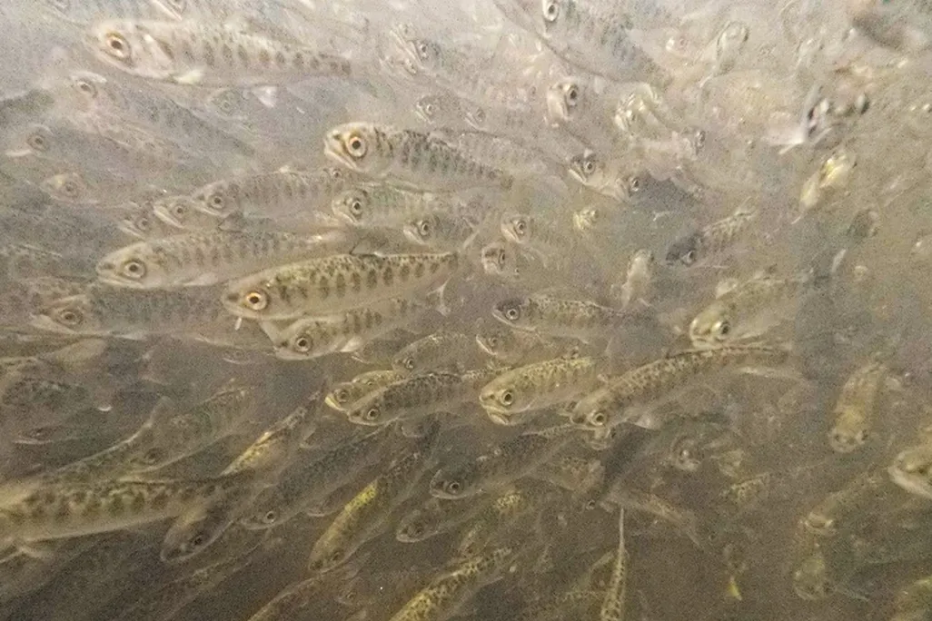 Lots of small fish
