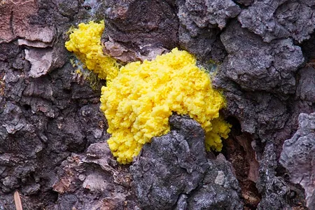 The  humble slime mold, physarum polycephalum.