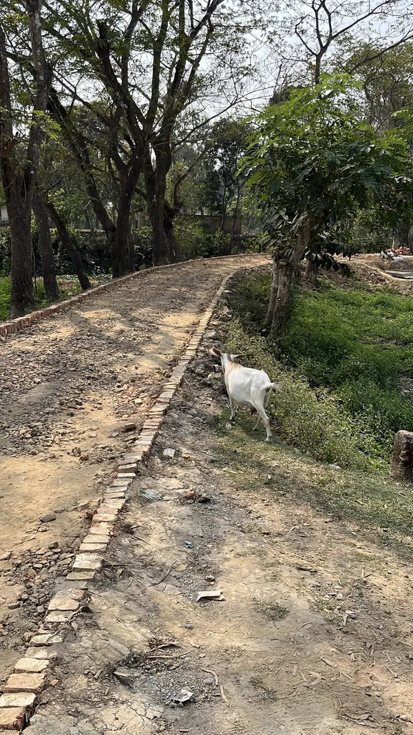 On the road goat thumbnail