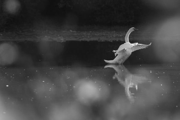 White Ballet thumbnail