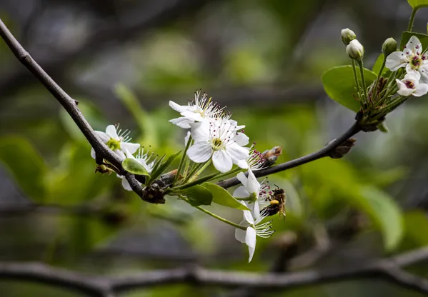 Bee on White Blooms thumbnail