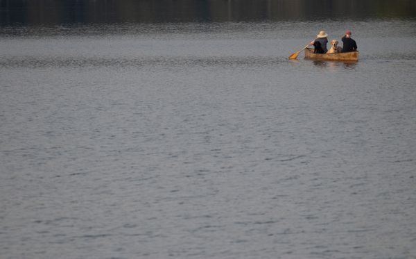 Pups Aboard thumbnail