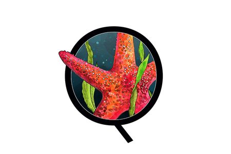 One of this issue's questions is about the starfish's namesake shape.