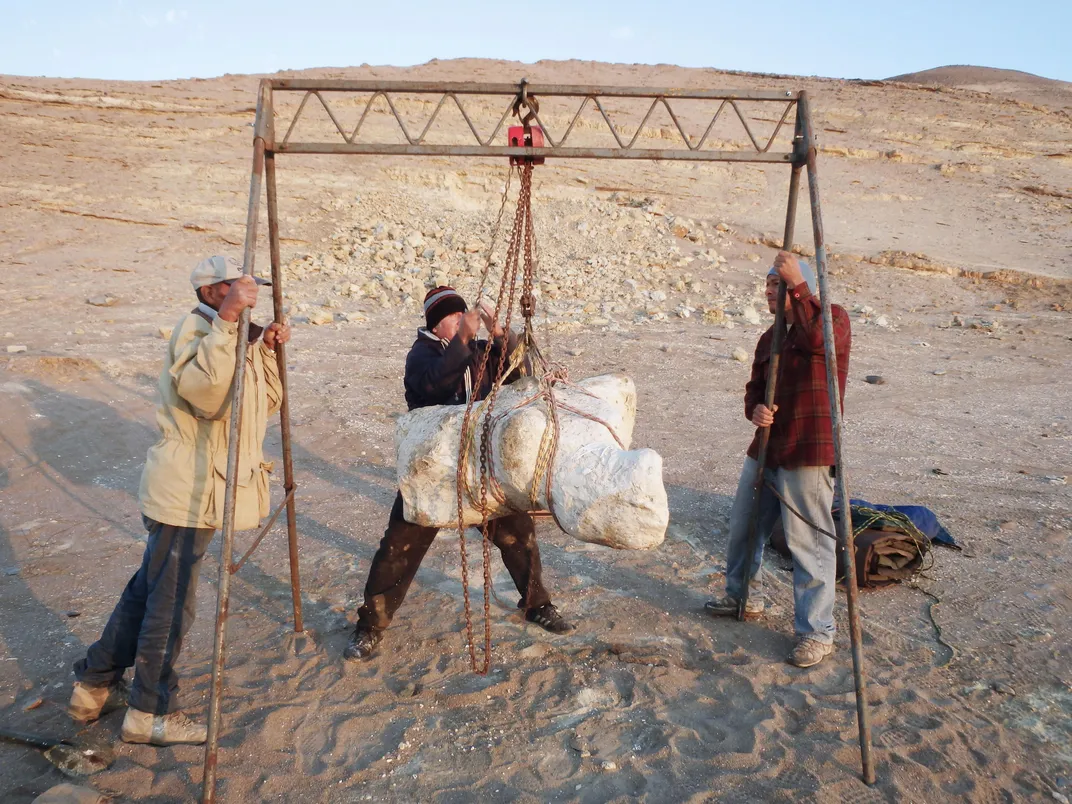 Researchers holding up huge whale vertebrae