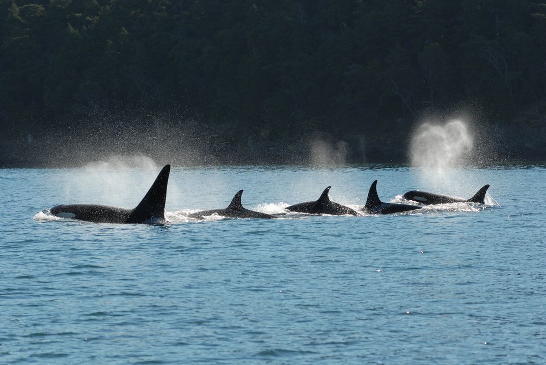 Orca Pod