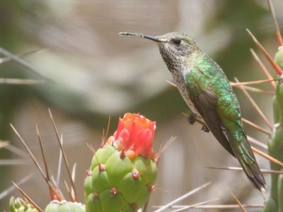 Bronze-tailed Comet (Polyonymus caroli) perched on a cactus in Peru.