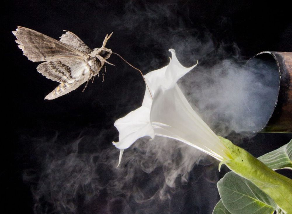 A photo-illustration of a hawk moth landing on a primrose flower, with an exhaust pipe polluting the interaction.