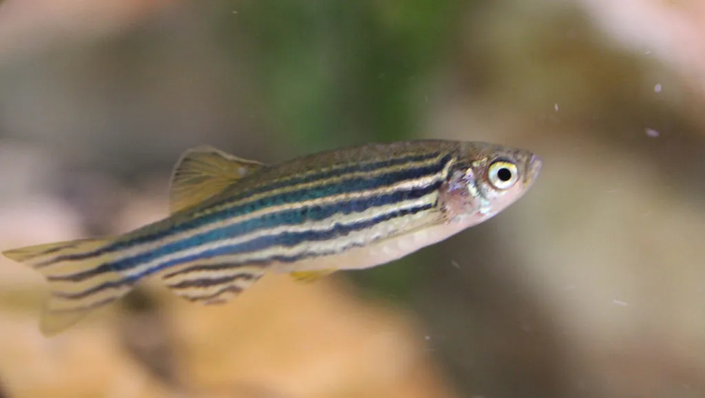 Zebrafish