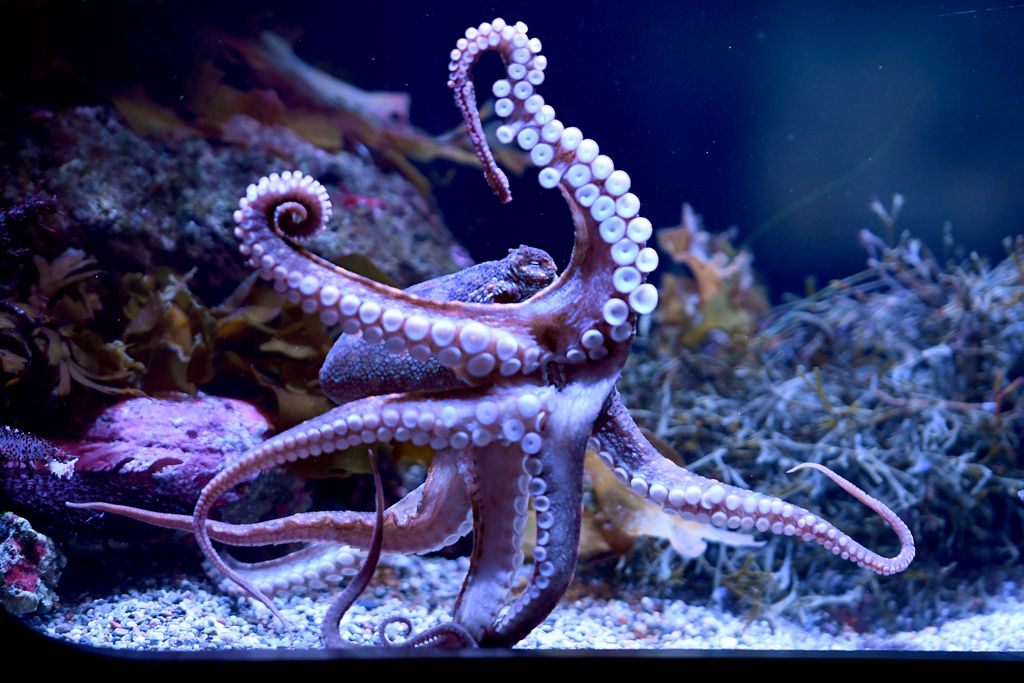 A California two-spot octopus in an aquarium tank