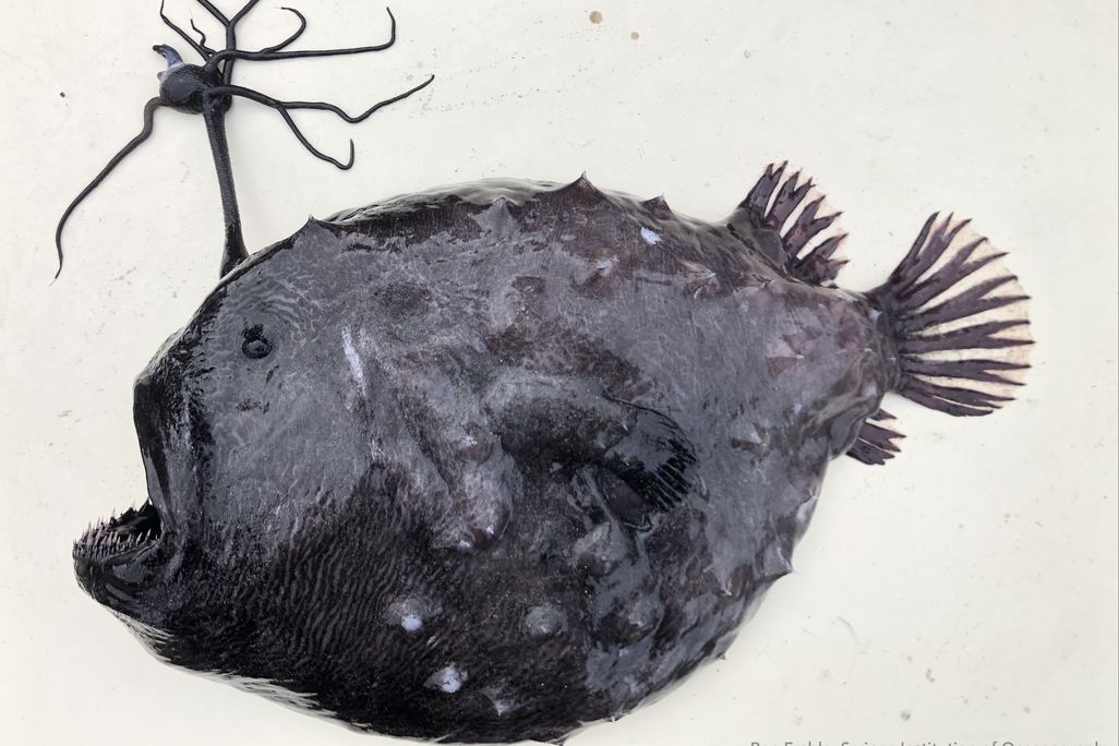 A Pacific footballfish lays in the sand. It has a slimy, black, gelatinous body with rough spikes. It has tiny eyes and a massive mouth with needle-like teeth. An appendage growing from it's head looks like a tethered ball with legs.