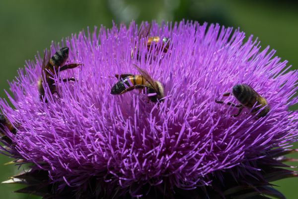 Honey Bee Picnic thumbnail