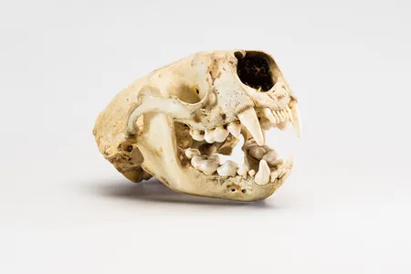 NMNH-2025-00703 (1).jpg