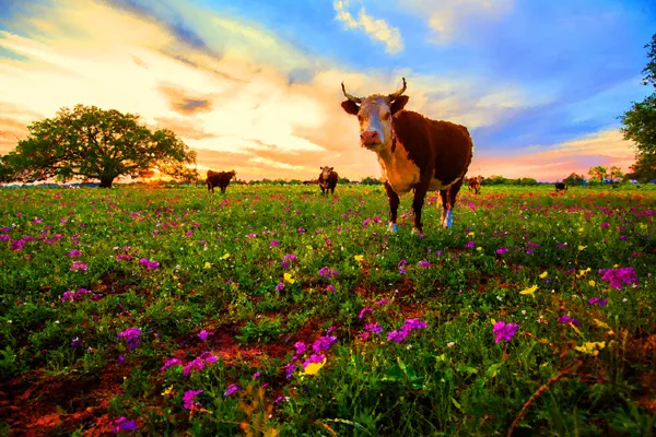 Cows grazing thumbnail