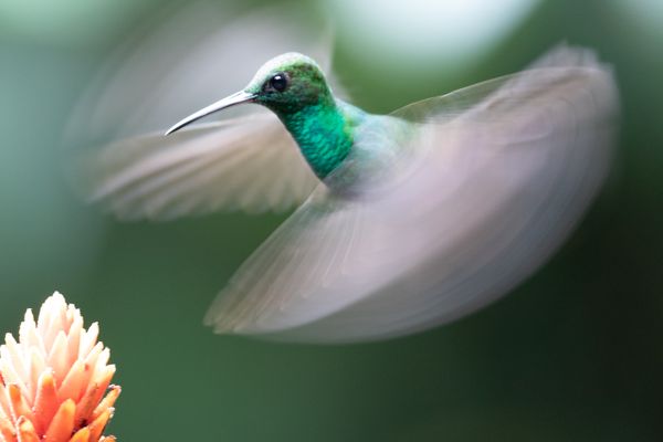 A bronze tailed plumeteer feeding