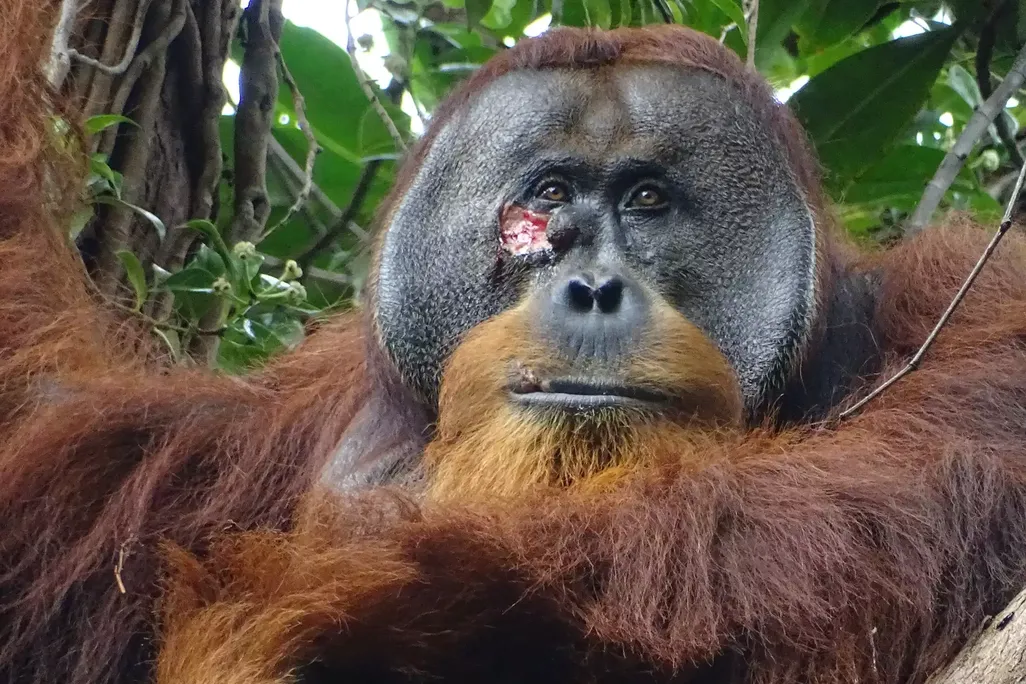A close-up of Rakus, whose open cheek wound is fresh