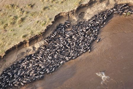 Here, wildebeest find themselves trapped by high cliffs while crossing the Mara River in Africa's Serengeti. Every year thousands of wildebeest die while crossing the river due to strong currents or crossing at dangerous sites.