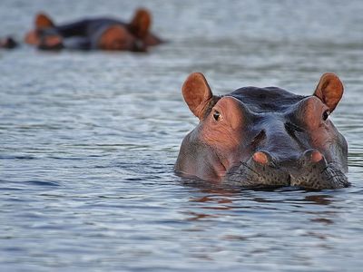 Hippos excrete 880 pounds of silica into Kenya’s Mara River every day