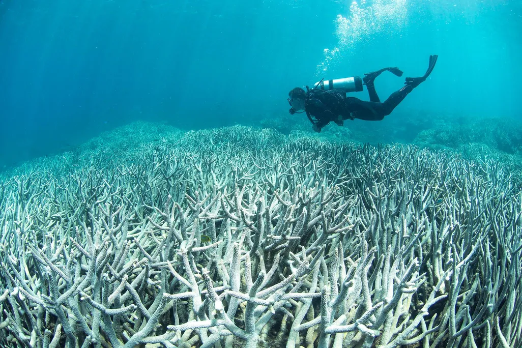 An underwater photo of a bleached coral reef. The branched, white corals stretch back halfway through the photo. A scuba diver dressed in a black wet suit is swimming above the dead reef. 