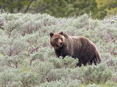 Grizzly in Yellowstone National Park