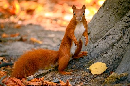 Fear not: Though it was recently found that red squirrels can harbor the leprosy bacteria, there hasn't been a single confirmed case of the disease in the UK in 200 years.