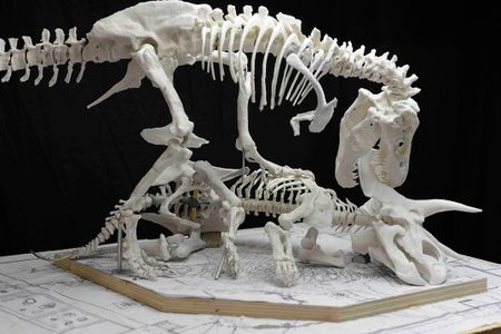 With jaws agape, the Smithsonian's T. rex will eat "Hatcher," the Triceratops.