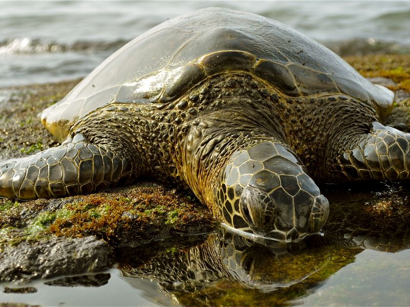 Turtle looking at his reflection in a tide pool Smithsonian Photo