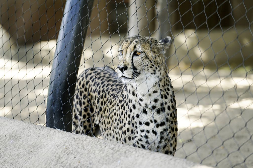The cheetah population