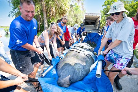A SeaWorld team prepares to release a rescued manatee.