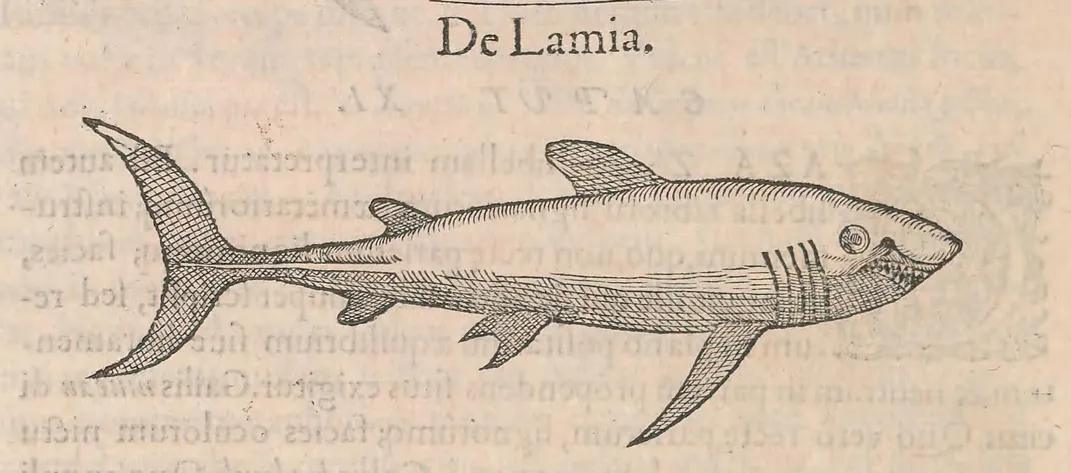 Sharks Were Once Called Sea Dogs, And Other Little-Known Facts