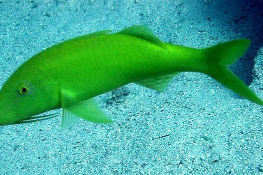 Yellow saddle goatfish