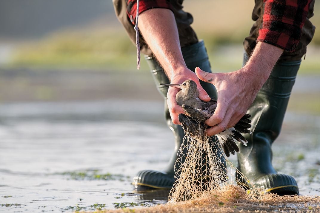 a researcher removes a godwit that was captured in a cannon net