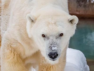 In captivity under human care, a polar bear&#39;s life expectancy is about 23 years, per AP. Polar bears rarely live&nbsp;past 30 years old in the wild, with most adult bears dying&nbsp;before they reach 25.