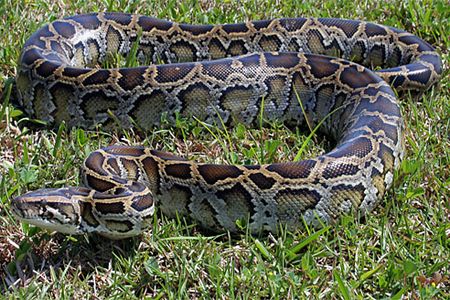Burmese python