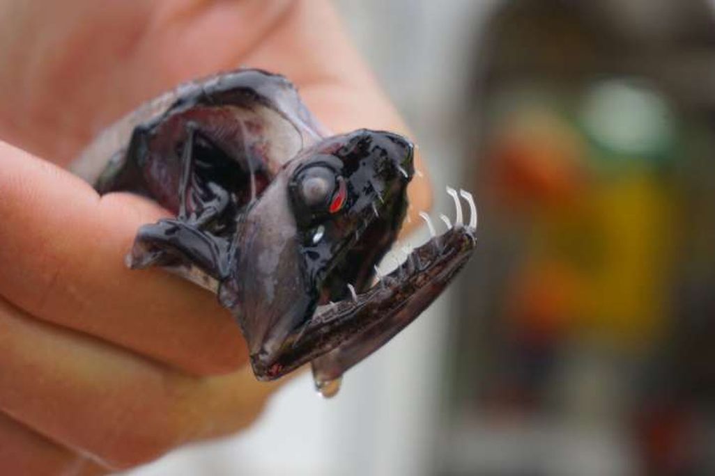 Dragonfish