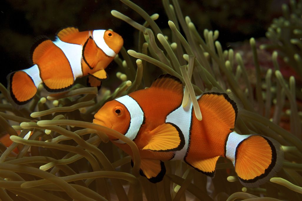 Two common clownfish, one facing left and one facing right, swim in a golden anemone