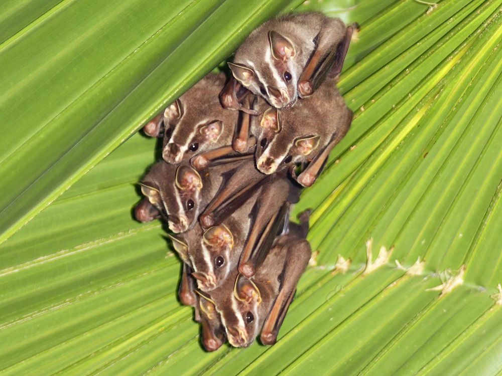 From leaf-engineering to complex social circles, there’s more to bats than flying and echolocation. (Charles J Sharp)