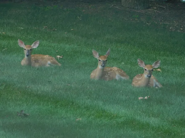 A Trio Of Fawn On The Lawn thumbnail